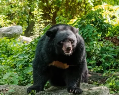 httpsanimalessalvajes.wikiconociendo-al-oso-tibetano-adaptaciones-y-amenazas