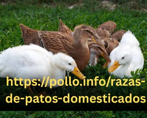 https://pollo.info/razas-de-patos-domesticados